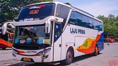 Laju Prima Bus-Front Image