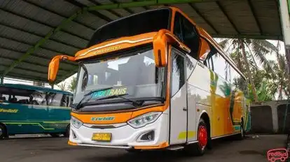 Tividi Bus-Front Image