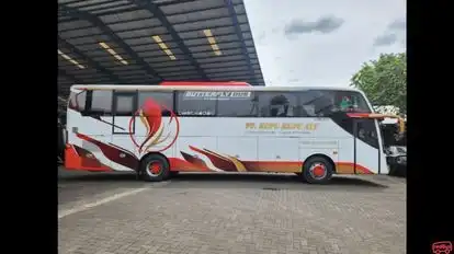 Kupu Kupu Ayu Bus-Side Image