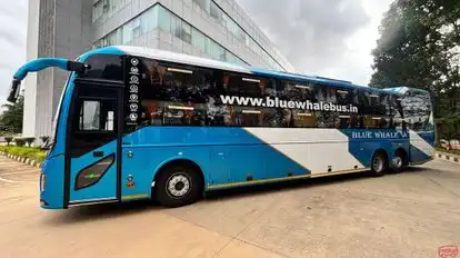 BLUE WHALE TRANSPORT SERVICE Bus-Side Image