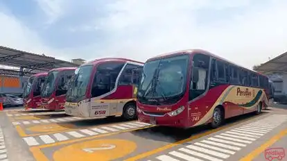 Perubus Bus-Side Image