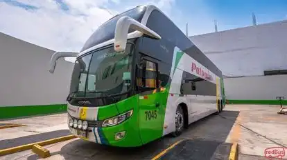 Wari Palomino Bus-Front Image