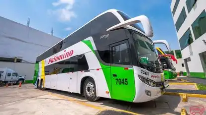 Wari Palomino Bus-Front Image