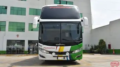 Wari Palomino Bus-Front Image