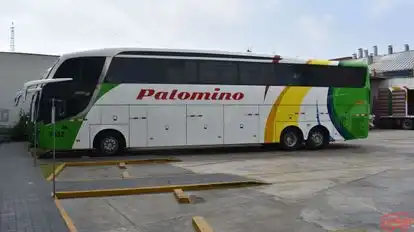 Wari Palomino Bus-Side Image