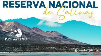 Peru baby lama Bus-Front Image