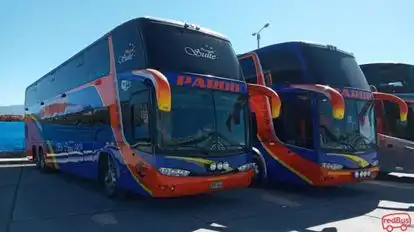 Internacional Pardo Bus-Front Image