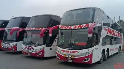 Molina Lider Bus Bus-Side Image